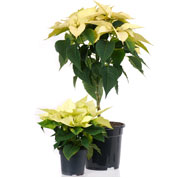 Yellow Poinsettia, Yellow Christmas Flower